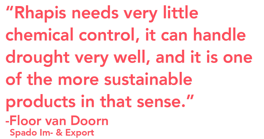 Adomex Spado Rhapis quote Adomex Spado Rhapis quote