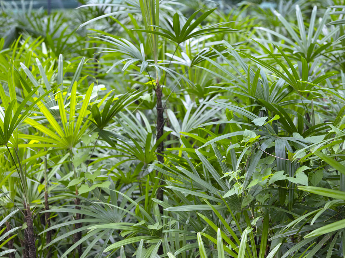 Spado Rhapis excelsa foliage in greenhouse