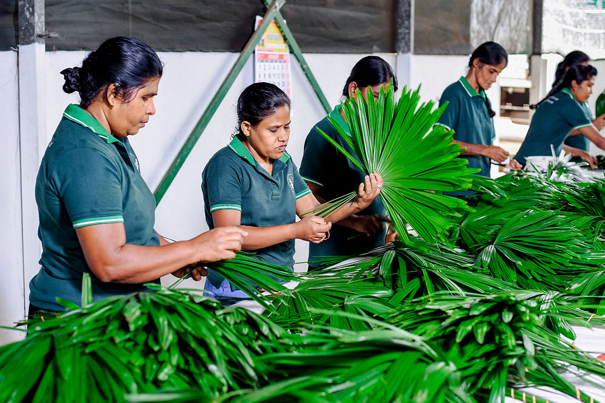 Spado Rhapis excelsa foliage selection