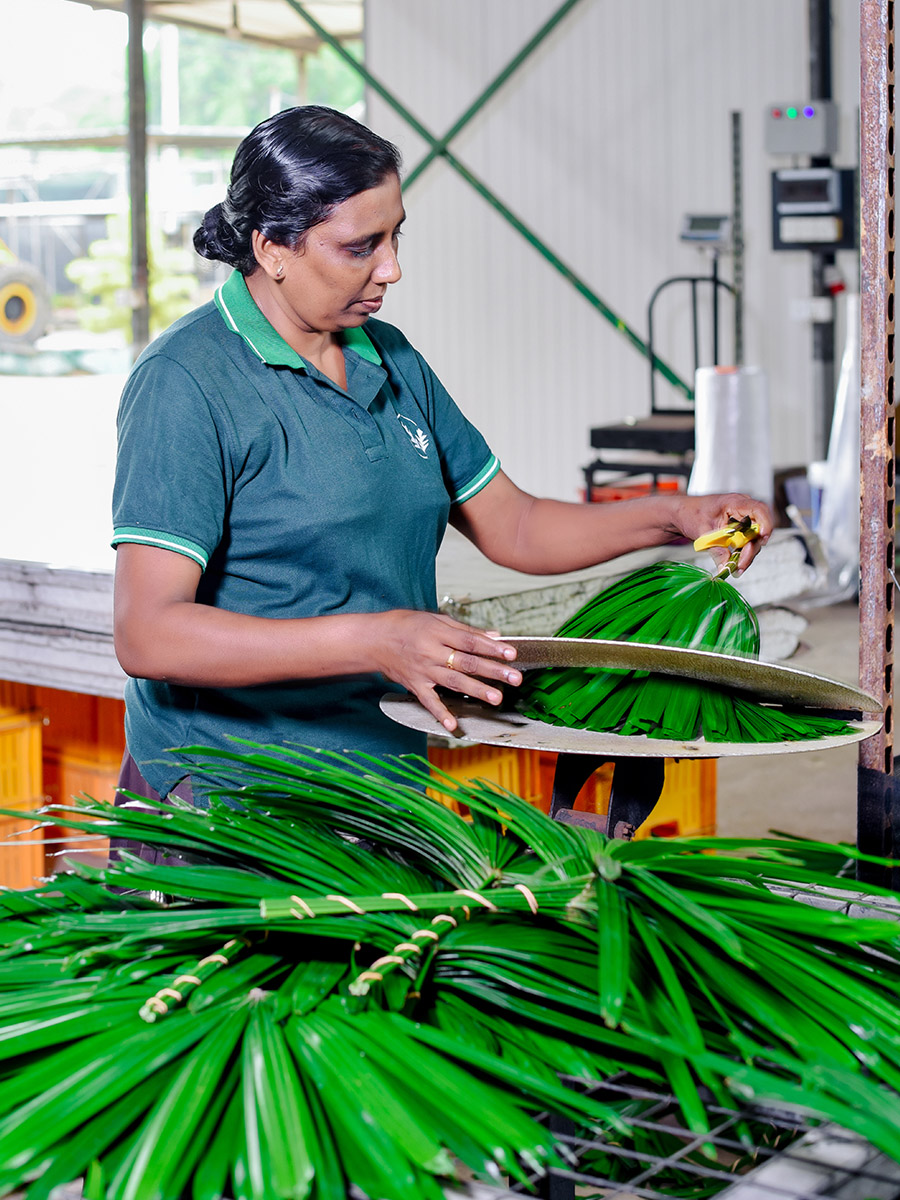 Spado female worker cutting Rhapis excelsa foliage