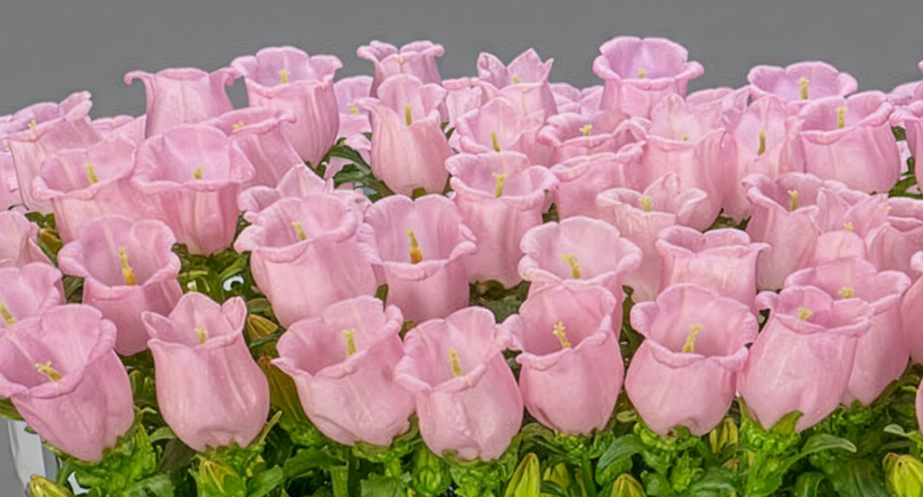 Campanula Pearl Pink cut flower on Thursd header