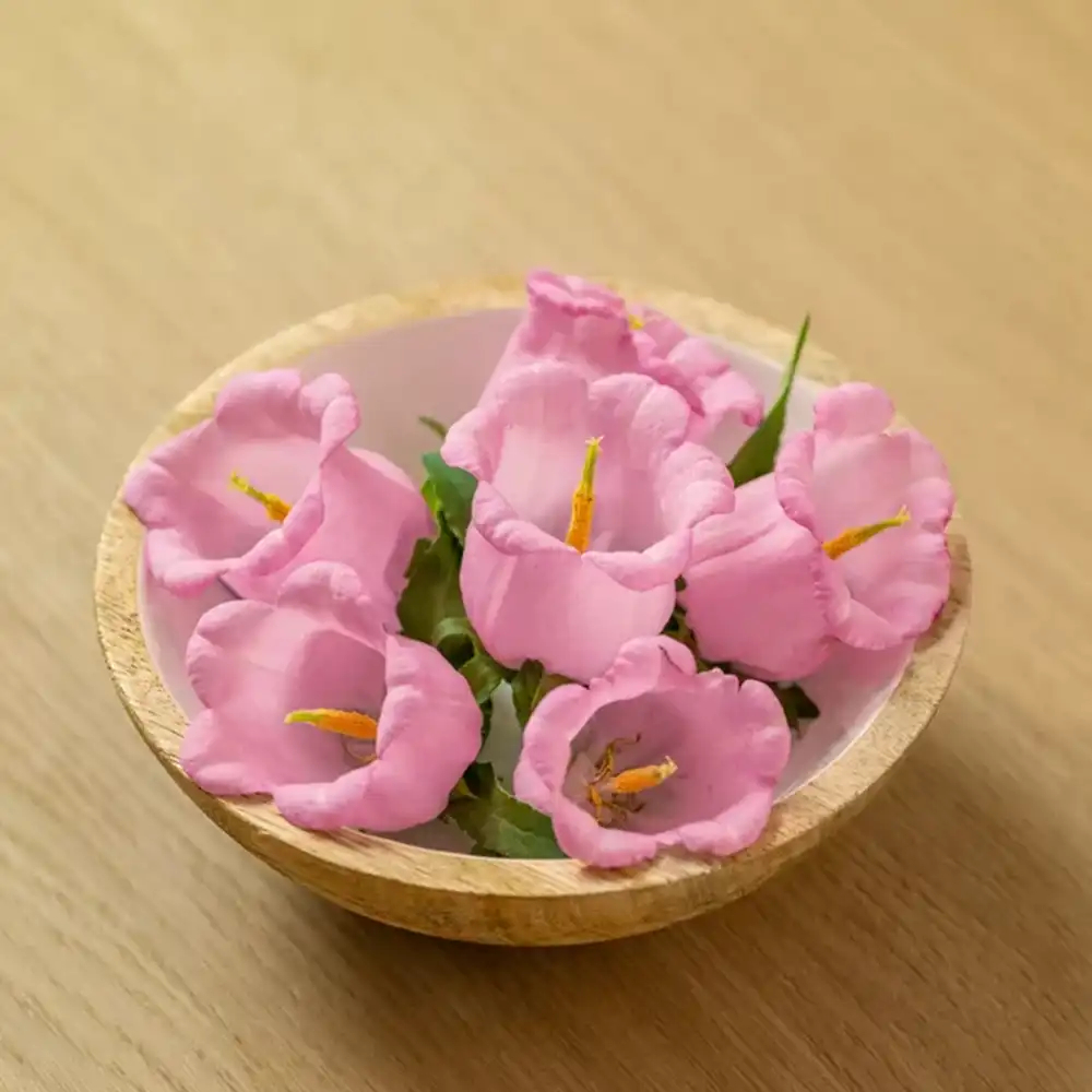 Campanula Pearl Pink cut flower on Thursd feature