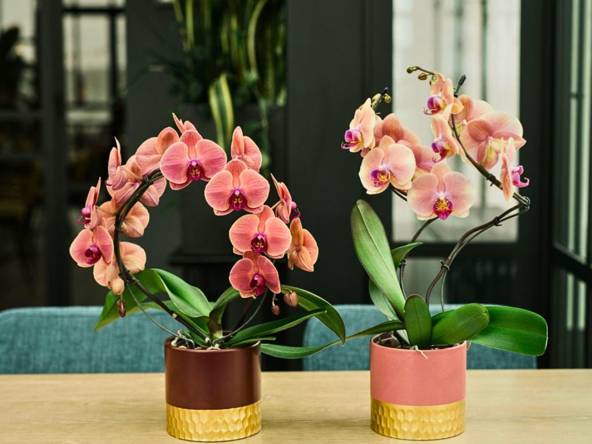 Celebrating the Diversity and Beauty of Orchids on National Orchid Day