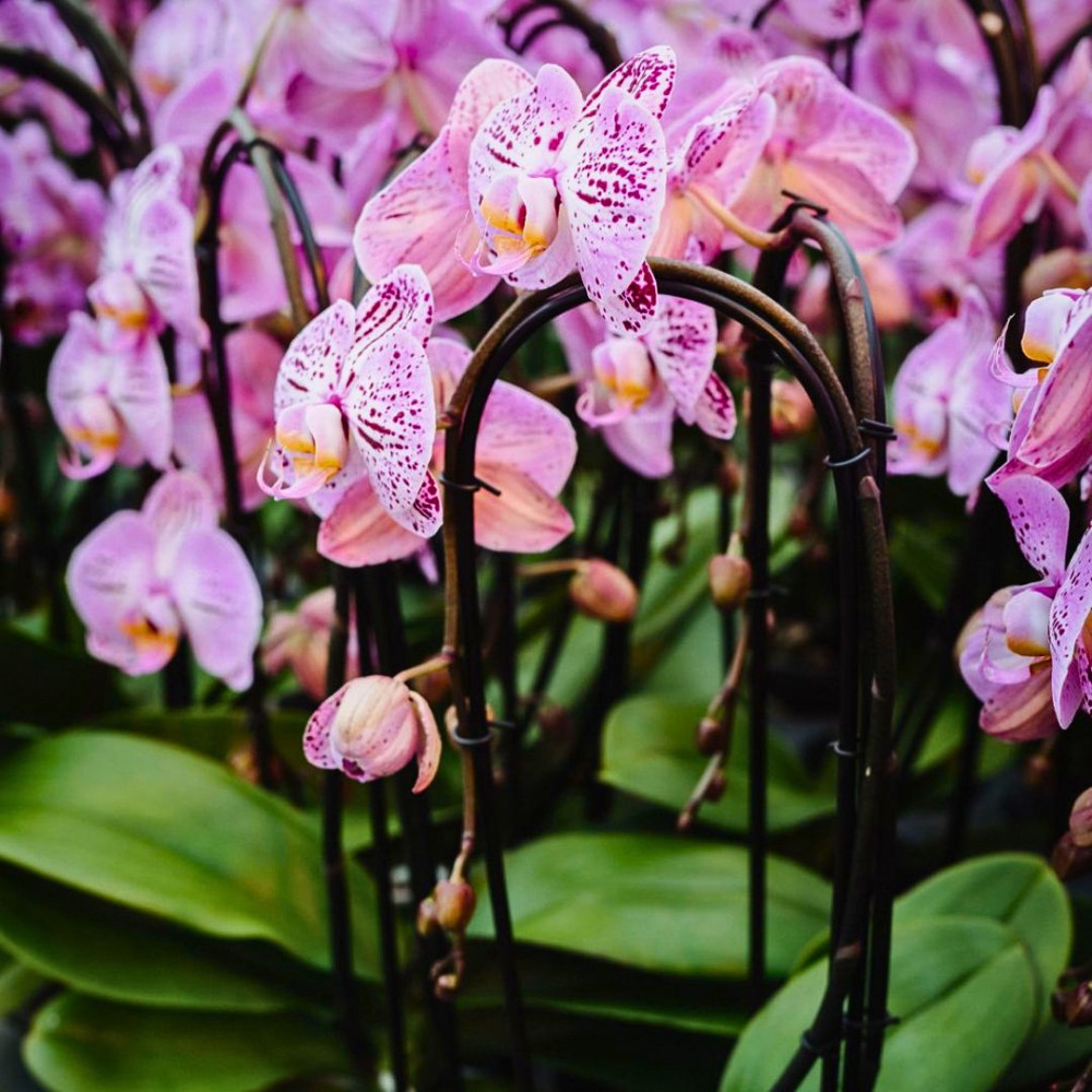 Celebrating the Diversity and Beauty of Orchids on National Orchid Day