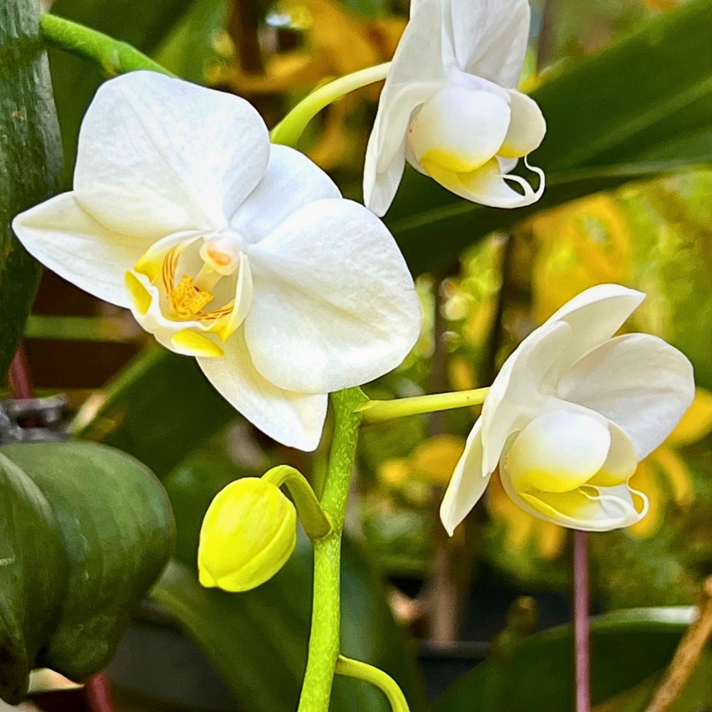 National Orchid Day Celebrates One of Nature's Most Beautiful Flowers