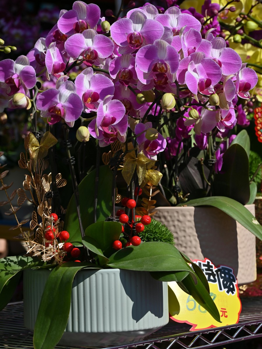 National Orchid Day Celebrates One of Nature's Most Beautiful Flowers