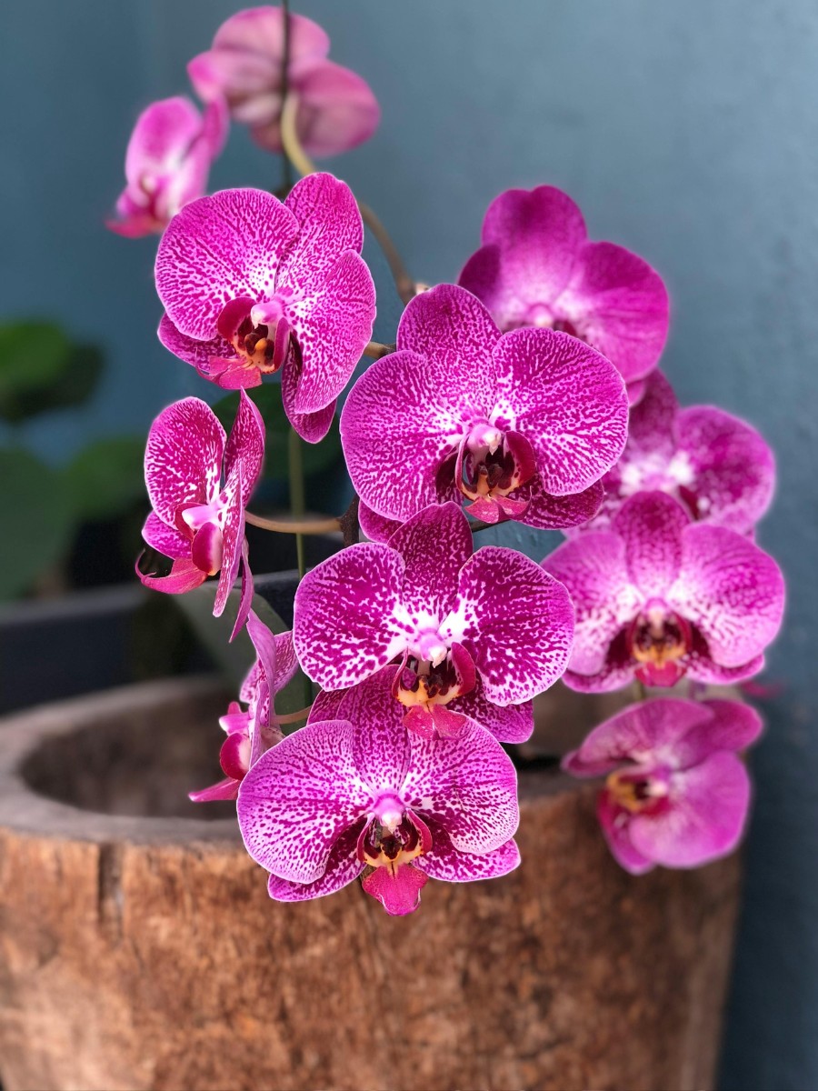 National Orchid Day Celebrates One of Nature's Most Beautiful Flowers