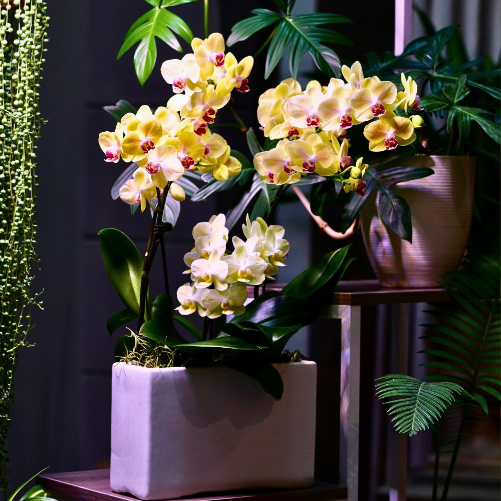 Beauty of Orchids on National Orchid Day