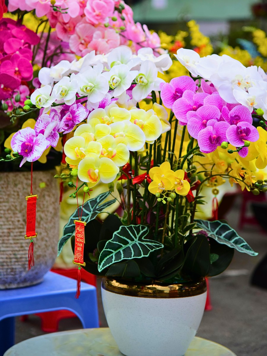 Celebrating the Diversity and Beauty of Orchids on National Orchid Day