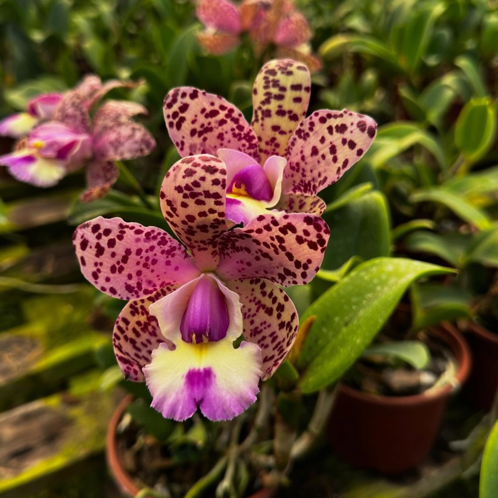 National Orchid Day Celebrates One of Nature's Most Beautiful Flowers