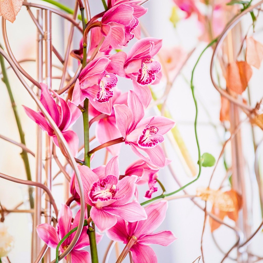 National Orchid Day Celebrates One of Nature's Most Beautiful Flowers