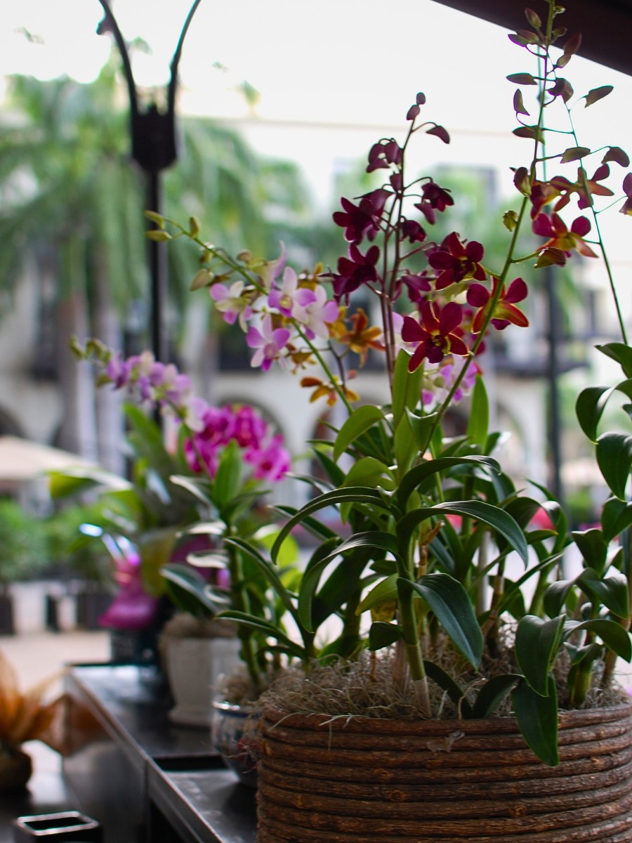 Celebrating the Diversity and Beauty of Orchids on National Orchid Day