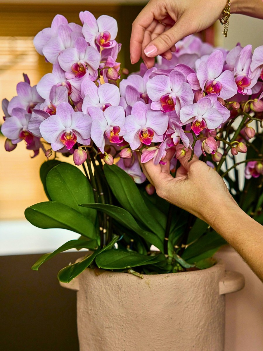 National Orchid Day Celebrates One of Nature's Most Beautiful Flowers