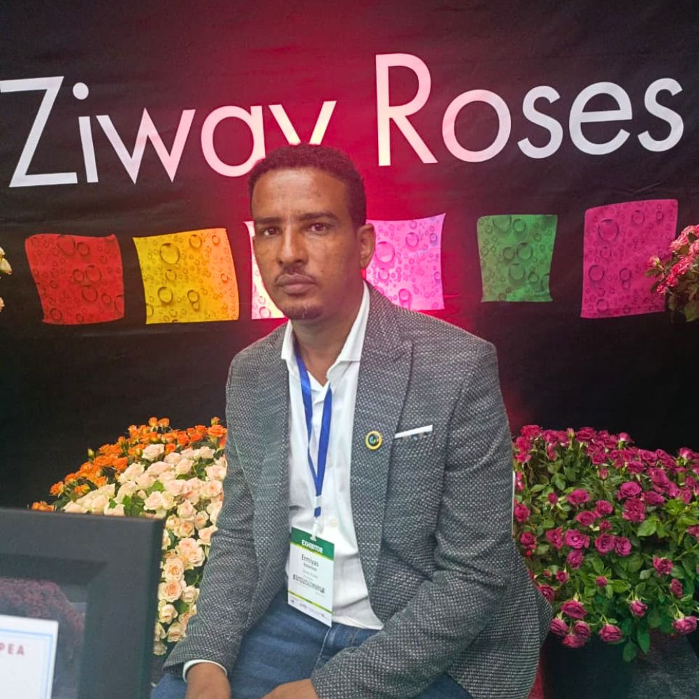 Ziway Roses