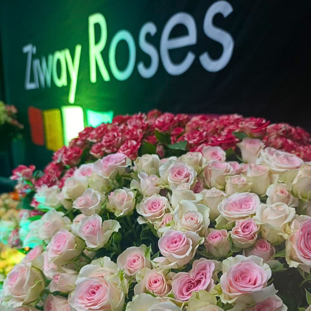 Ziway Roses
