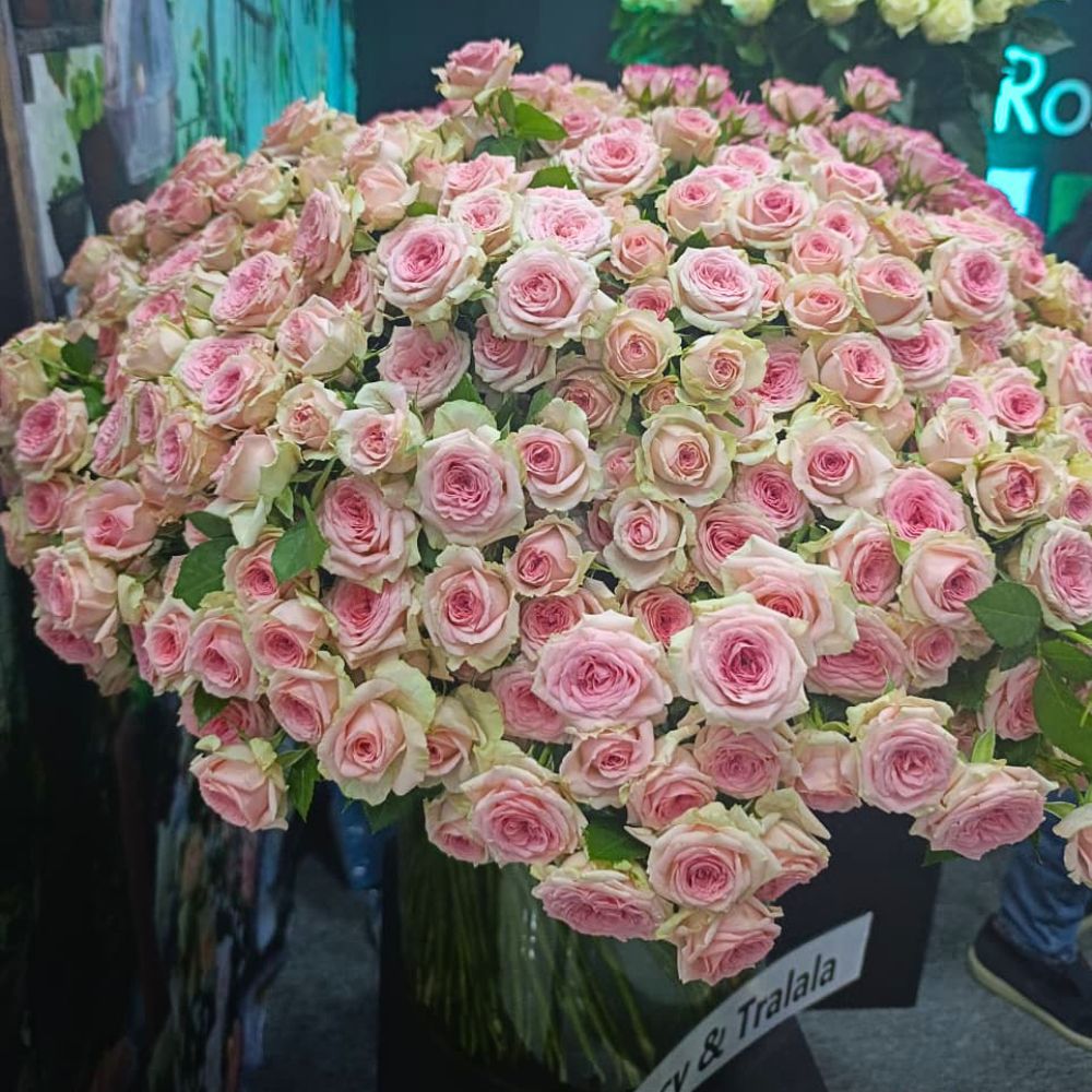 Ziway Roses