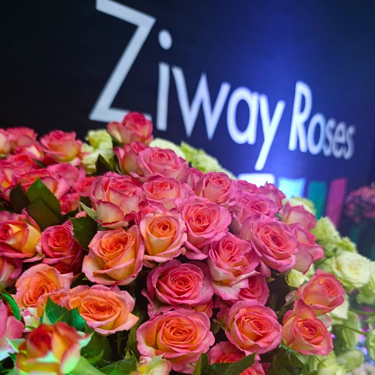 Ziway Roses