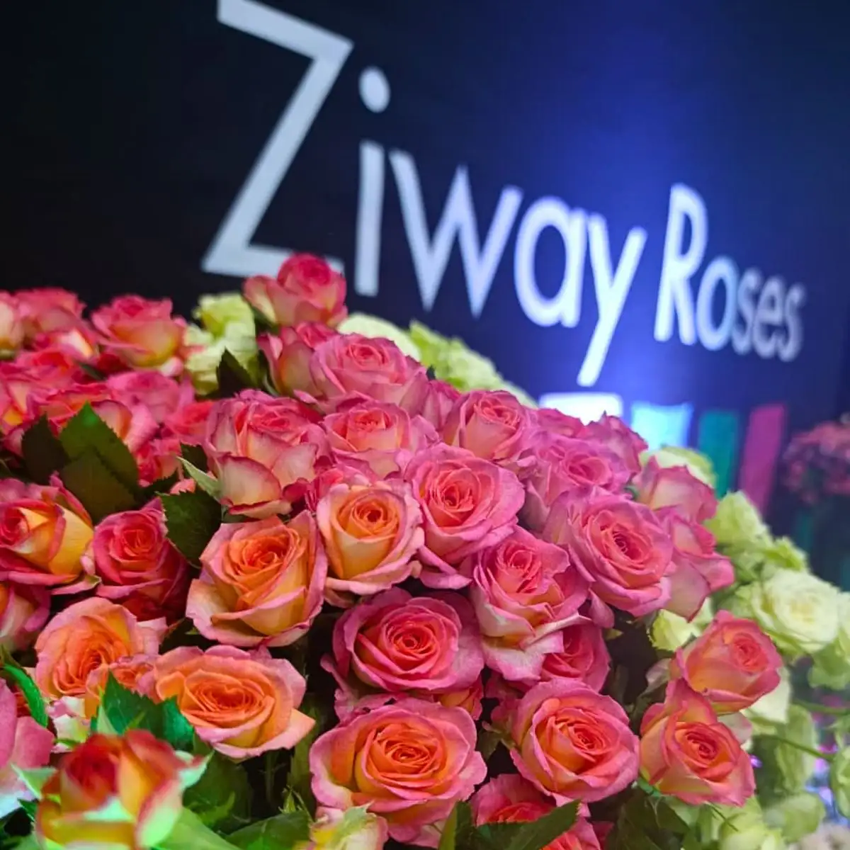 Ziway Roses