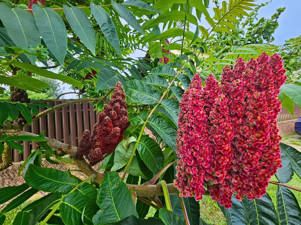 Caring Guide for Staghorn Sumac (Rhus Typhina)