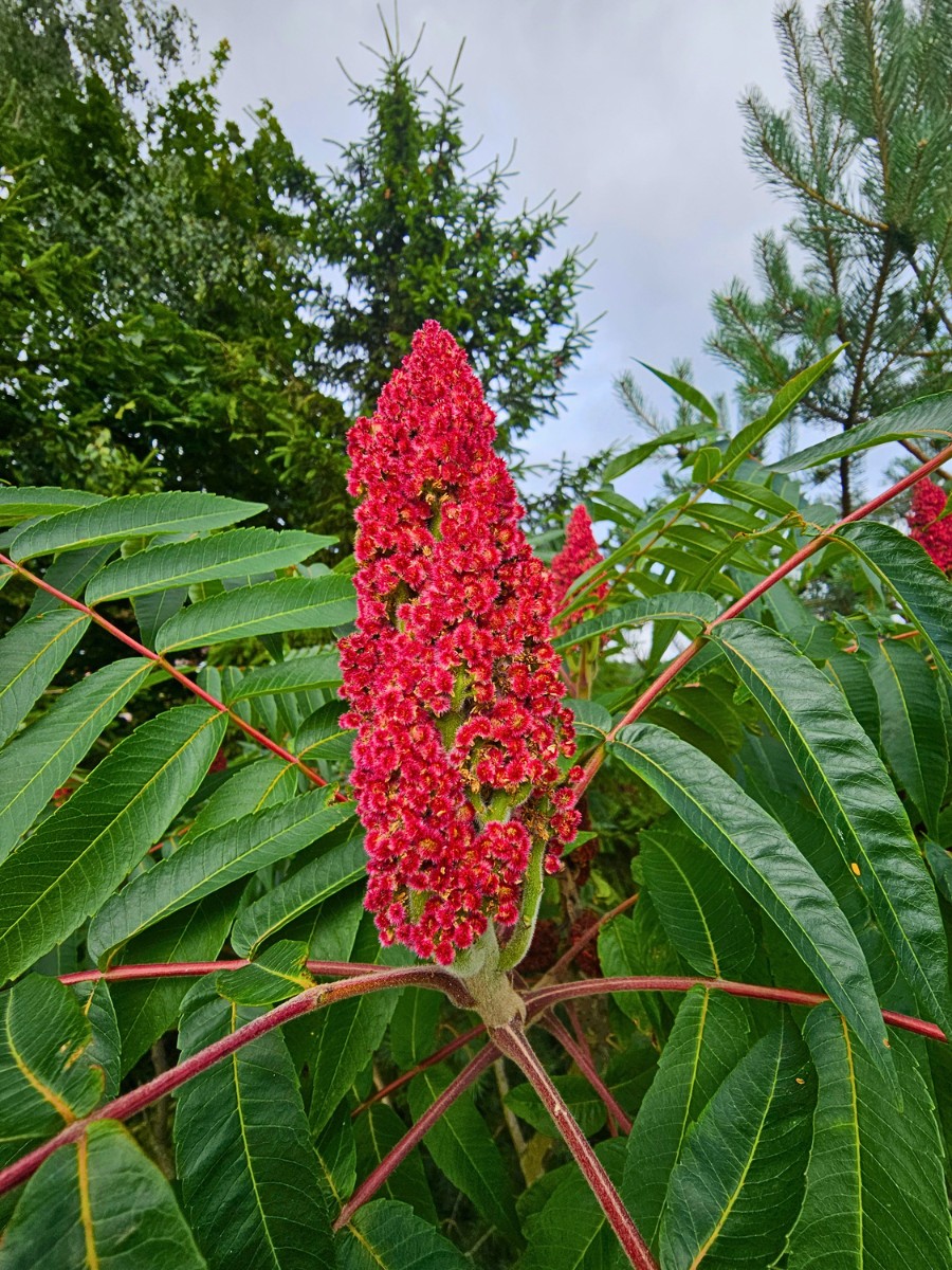 Is staghorn sumac edible? The answer is yes &mdash; the staghorn sumac plant is not only edible but has a long, well-documented culinary history. 