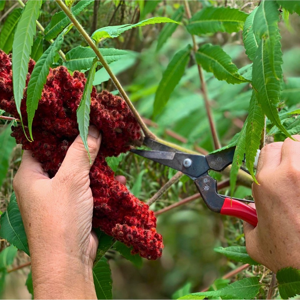 Can you eat staghorn sumac, and how is it used in cooking? Yes, you can eat staghorn sumac. The ripe red berries have a pleasantly tart, citrus-like flavor that makes them useful in both drinks and cooking. 