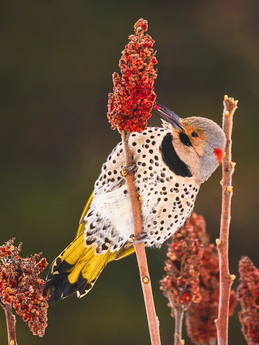 The staghorn sumac plant contributes to the health and diversity of its surroundings in meaningful ways. Birds rely on its fruits, consuming them during winter when other food sources are scarce. 