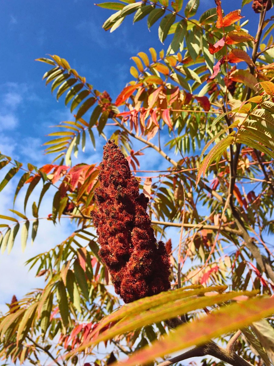 Is staghorn sumac invasive, and how do you get rid of it? Whether staghorn sumac is invasive depends on your location and goals. In its native range across eastern North America, it is a beneficial native species. 