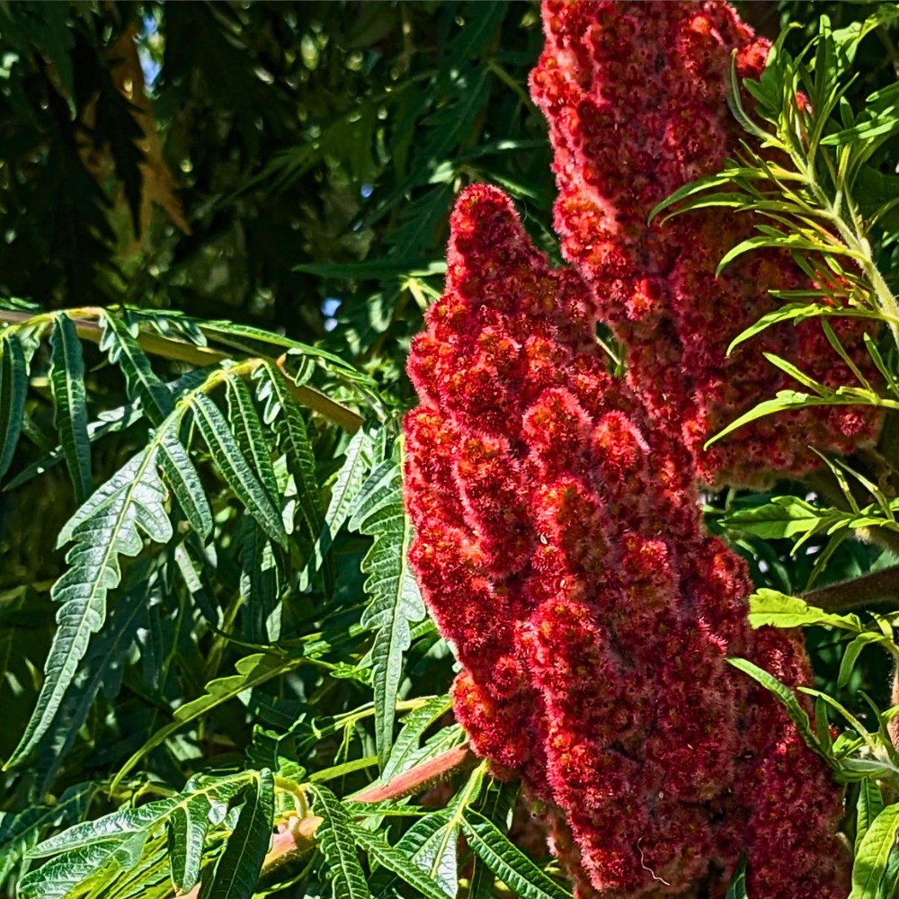Staghorn Sumac Care Guide for Sun Soil and Pruning