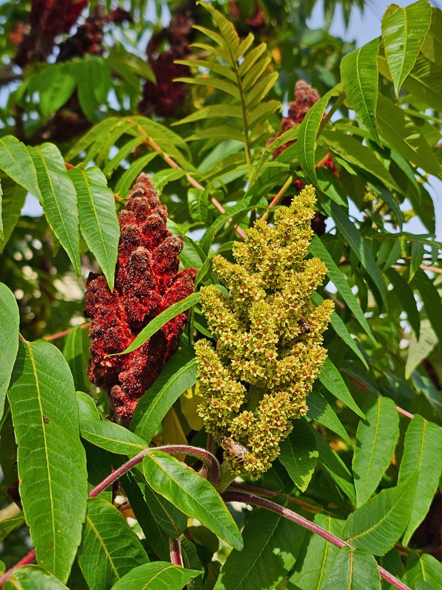 Is staghorn sumac invasive, and how do you get rid of it? Whether staghorn sumac is invasive depends on your location and goals. In its native range across eastern North America, it is a beneficial native species. 