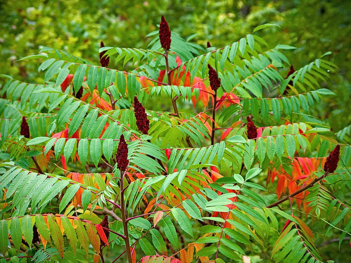 Staghorn sumac (Rhus typhina) is known for its adaptability, long-term reliability, and its capacity to fit into various growing conditions.