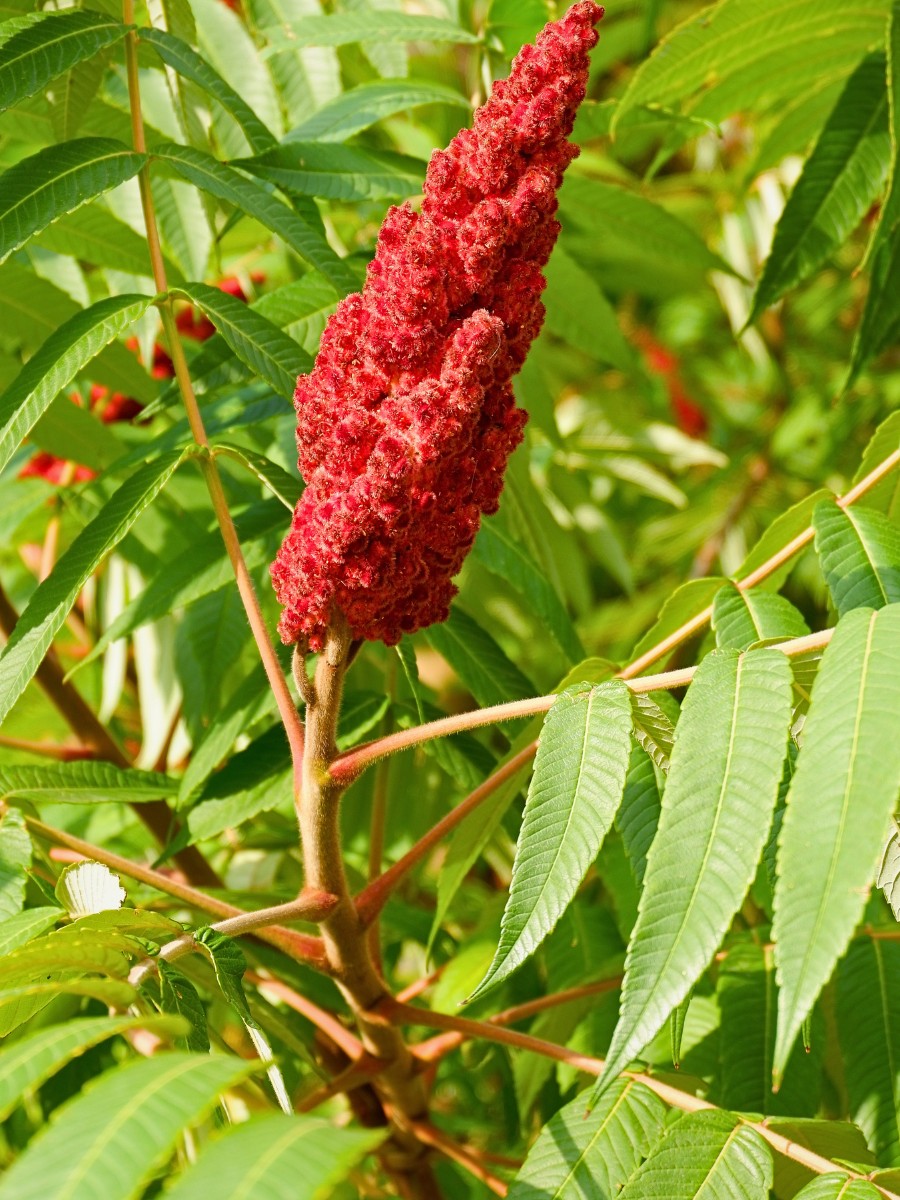 Here&rsquo;s All About the Staghorn Sumac Plant, Also Called Rhus Typhina: Is Staghorn Sumac Poisonous, Is Staghorn Sumac Edible, Is Staghorn Sumac Invasive, Can You Eat Staghorn Sumac, and How to Get Rid of Staghorn Sumac?