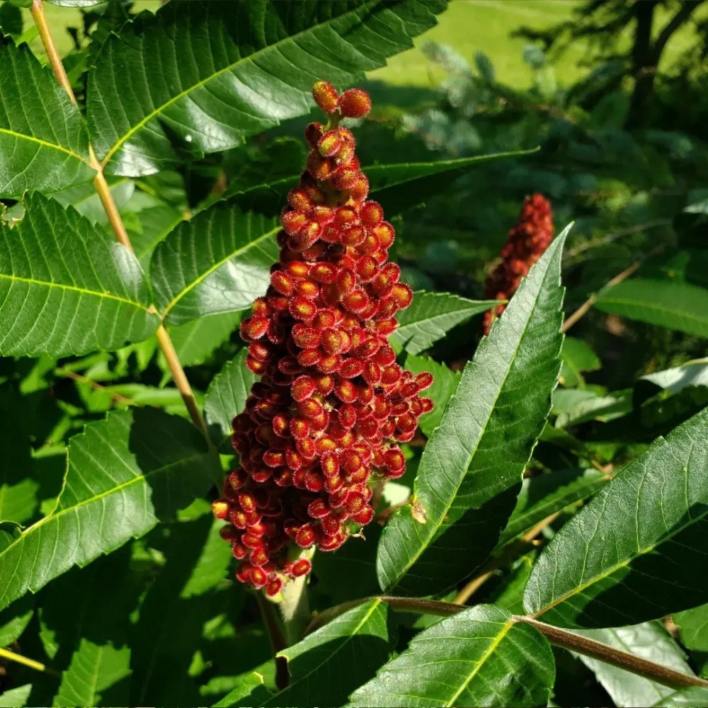 Here&rsquo;s All About the Staghorn Sumac Plant, Also Called Rhus Typhina: Is Staghorn Sumac Poisonous, Is Staghorn Sumac Edible, Is Staghorn Sumac Invasive, Can You Eat Staghorn Sumac, and How to Get Rid of Staghorn Sumac?