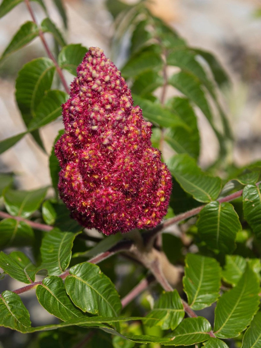 Here&rsquo;s All About the Staghorn Sumac Plant, Also Called Rhus Typhina: Is Staghorn Sumac Poisonous, Is Staghorn Sumac Edible, Is Staghorn Sumac Invasive, Can You Eat Staghorn Sumac, and How to Get Rid of Staghorn Sumac?