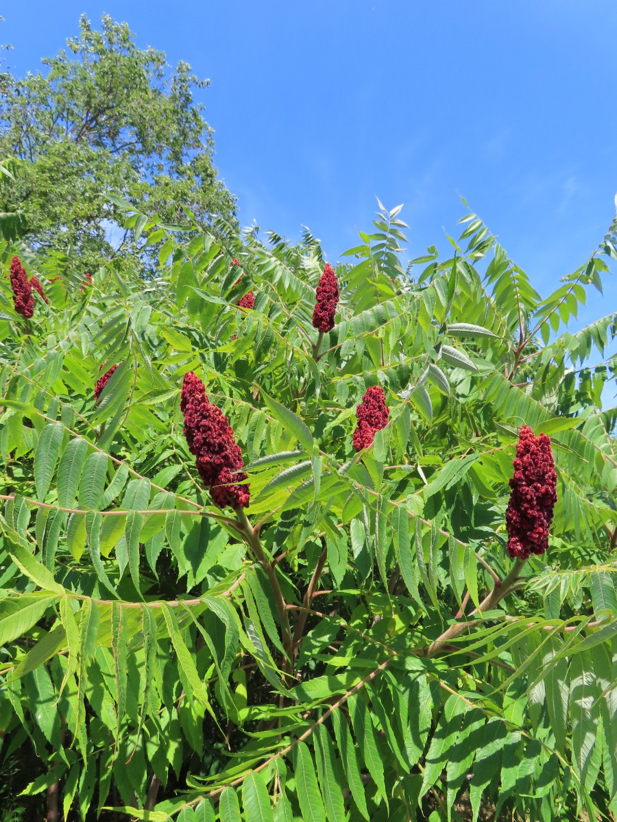 Here&rsquo;s All About the Staghorn Sumac Plant, Also Called Rhus Typhina: Is Staghorn Sumac Poisonous, Is Staghorn Sumac Edible, Is Staghorn Sumac Invasive, Can You Eat Staghorn Sumac, and How to Get Rid of Staghorn Sumac?
