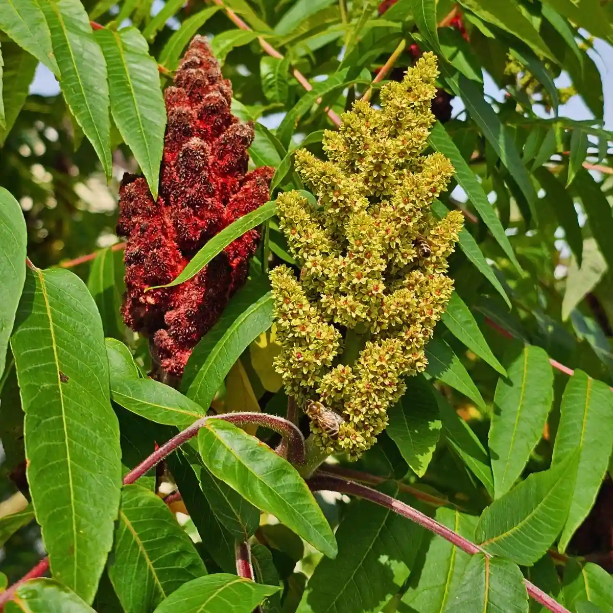 Here’s All About the Staghorn Sumac Plant, Also Called Rhus Typhina: Is Staghorn Sumac Poisonous, Is Staghorn Sumac Edible, Is Staghorn Sumac Invasive, Can You Eat Staghorn Sumac, and How to Get Rid of Staghorn Sumac?