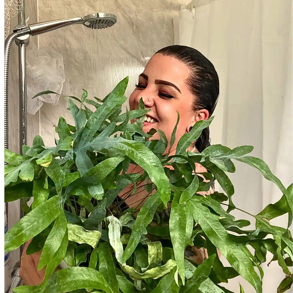 Healthy Bathroom Plants That Absorb Moisture