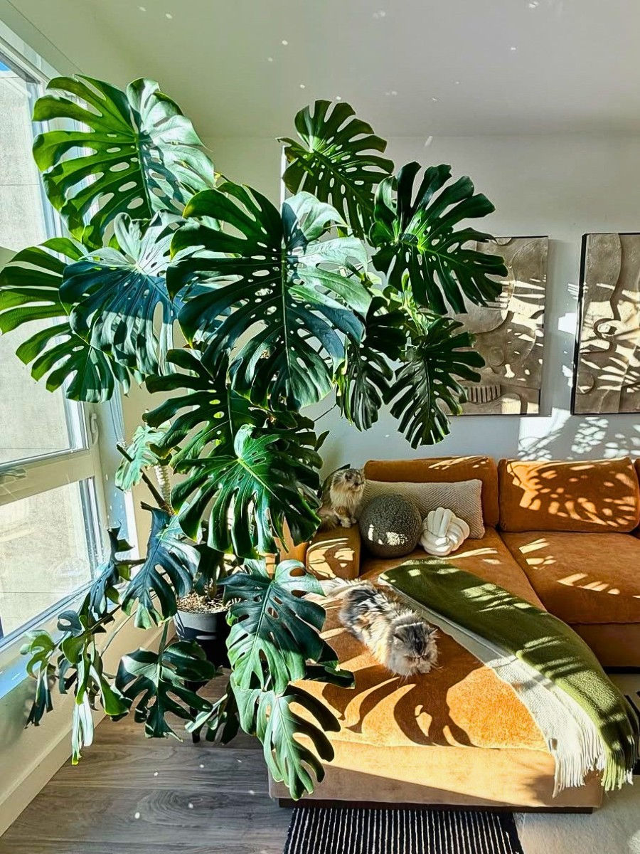 Philodendron vs. Monstera key differences