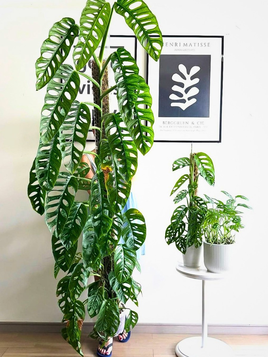 Philodendron vs. Monstera