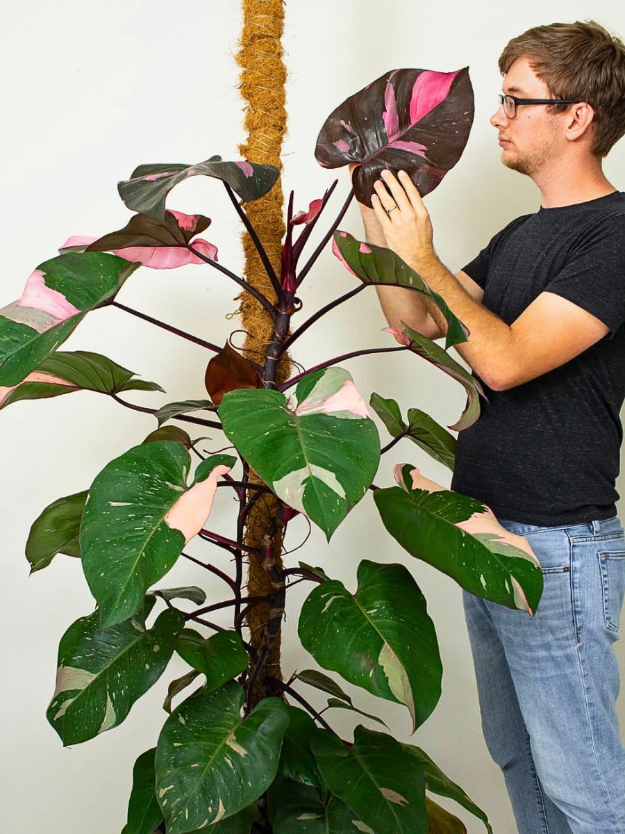 Philodendron vs. Monstera: How to Tell the Difference Between These Houseplants.