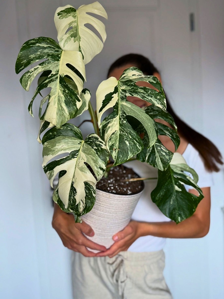 Philodendron vs. Monstera: How to Tell the Difference Between These Houseplants.