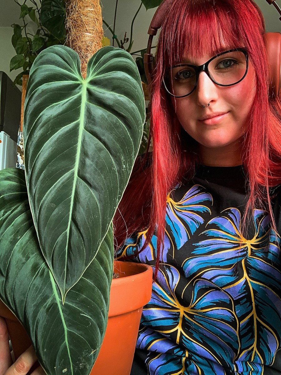 Philodendron vs. Monstera: How to Tell the Difference Between These Houseplants.