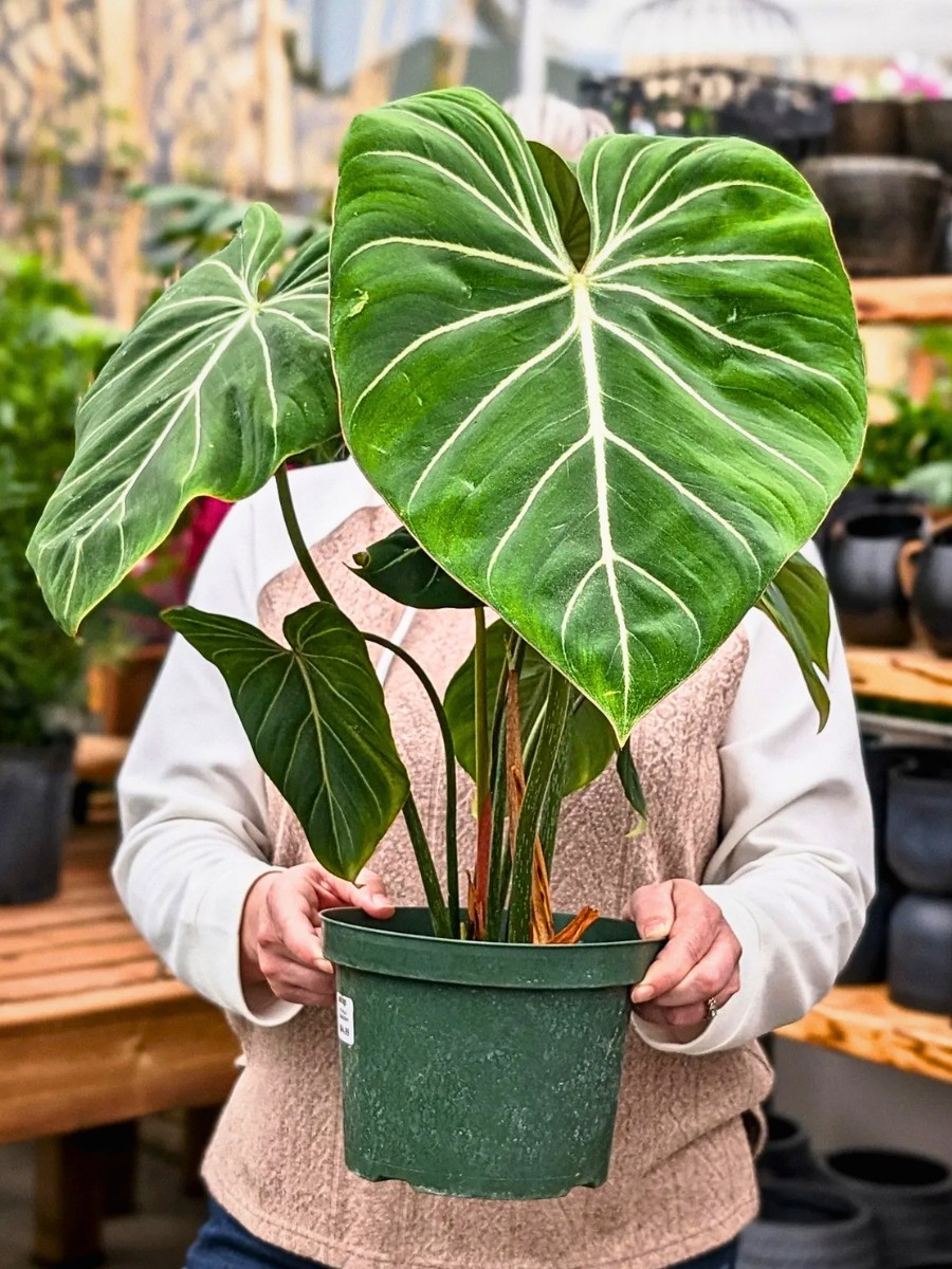 Philodendron vs. Monstera &ndash; Key Characteristics to Tell These Two Prized Tropicals Apart