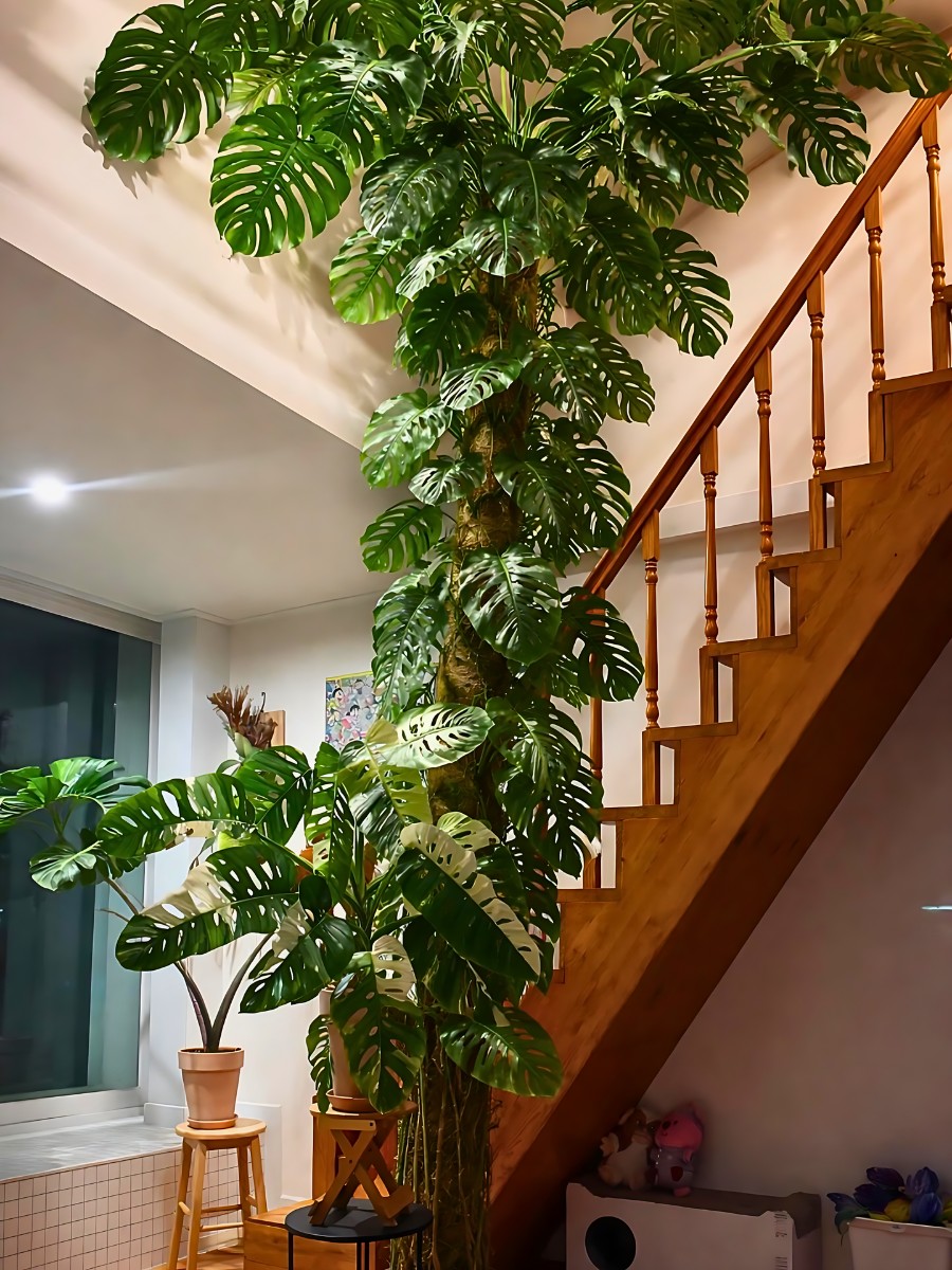 Philodendron vs. Monstera &ndash; Key Characteristics to Tell These Two Prized Tropicals Apart