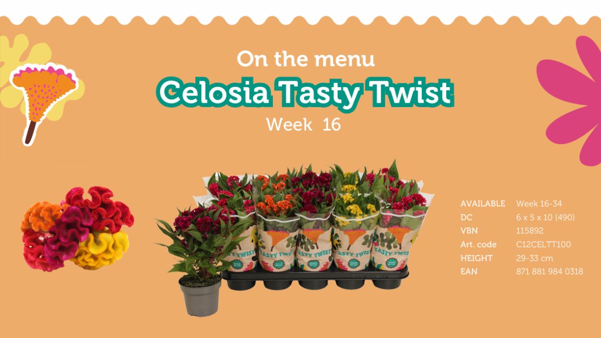 Celosia Tasty Twist by SVco