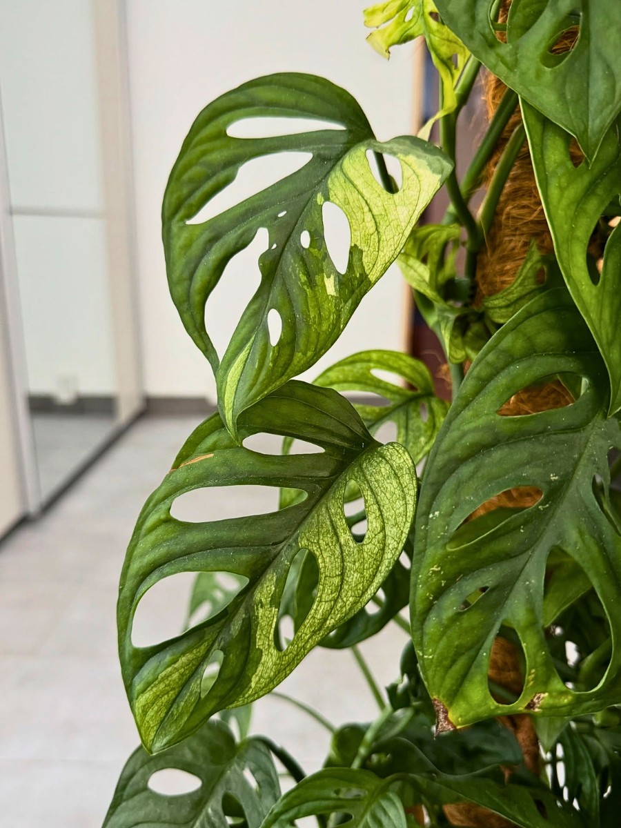 Philodendron vs. Monstera: How to Tell the Difference Between These Houseplants.
