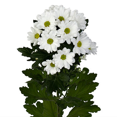 Chrysanthemum Ilonka Cut flower on Thursd