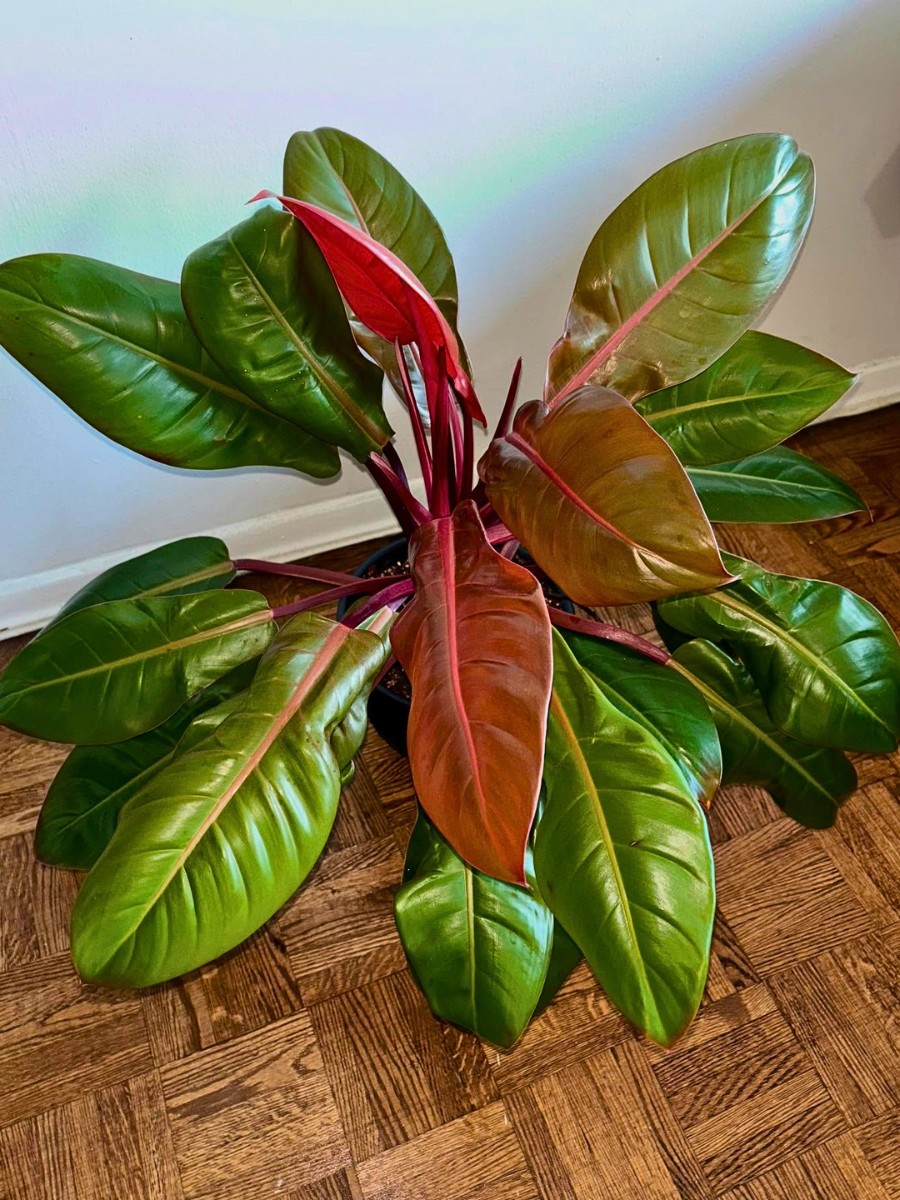 Philodendron vs. Monstera &ndash; Key Characteristics to Tell These Two Prized Tropicals Apart