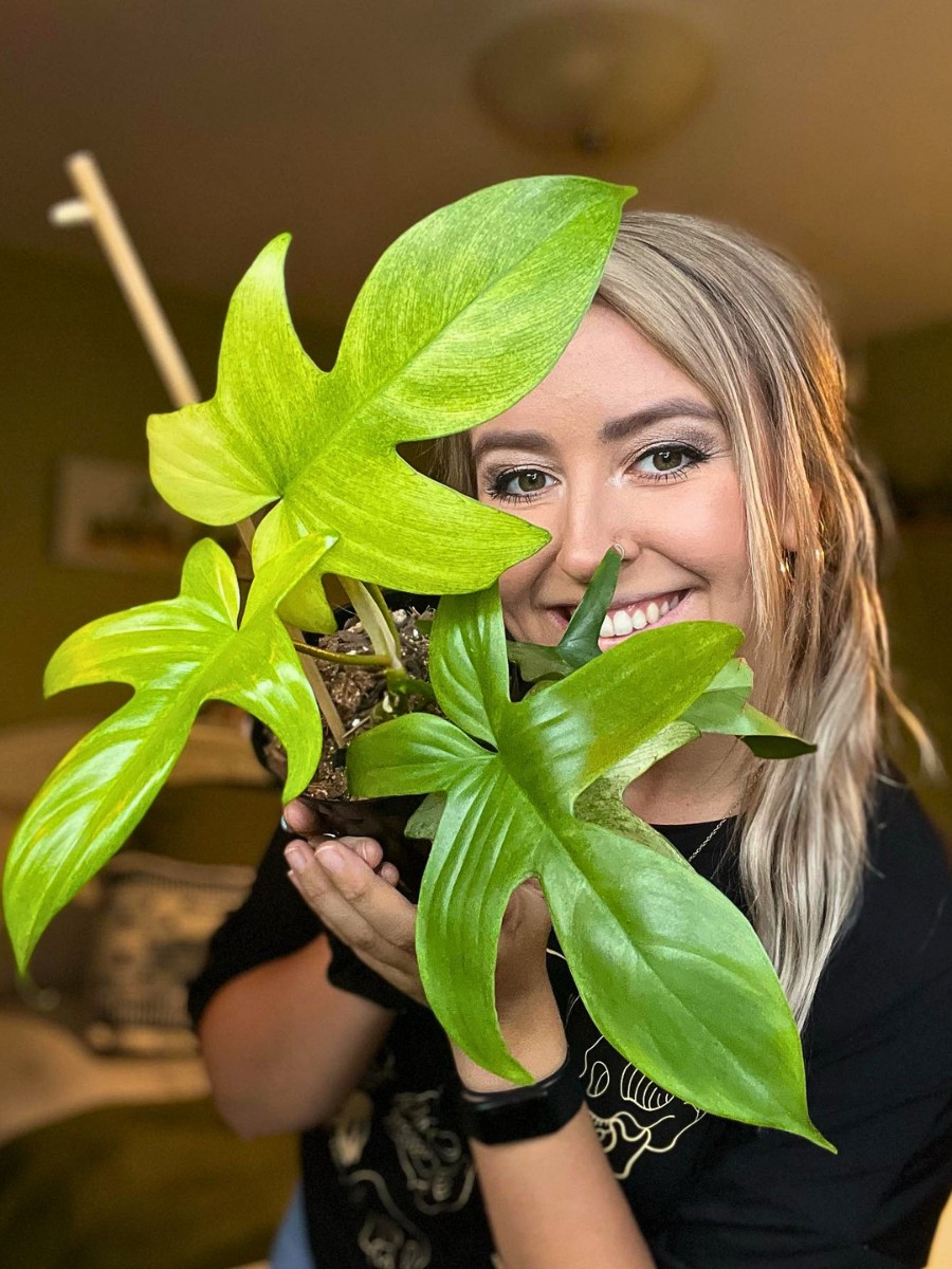 Philodendron vs. Monstera: How to Tell the Difference Between These Houseplants.