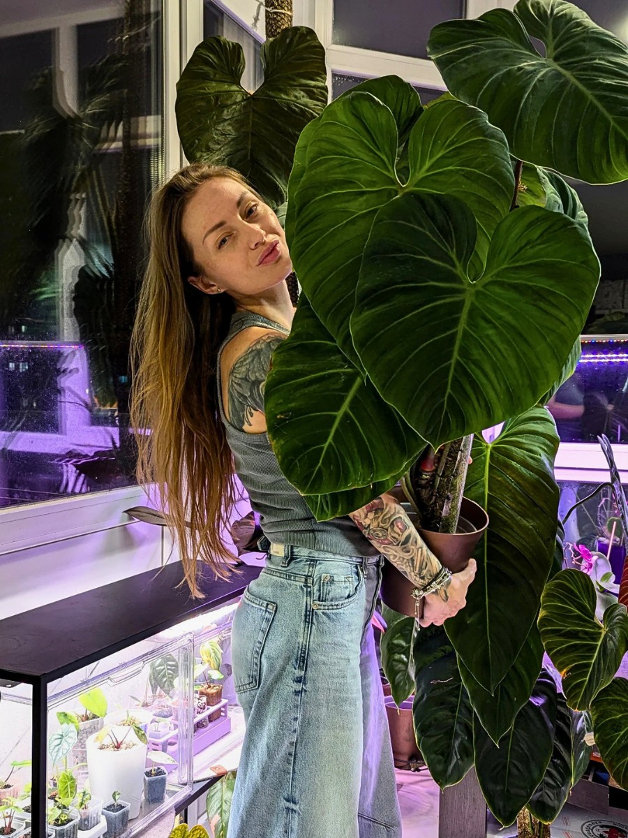 Philodendron vs. Monstera: How to Tell the Difference Between These Houseplants.