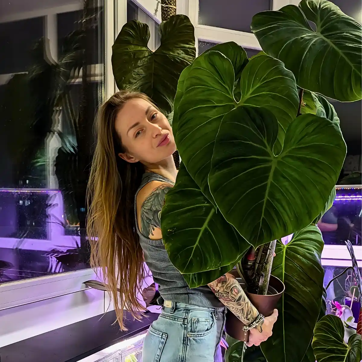 Philodendron or Monstera? Here’s How to Know the Key Differences